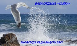 chajka Чайка