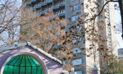 Белая акация