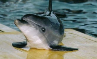 Дельфинарий