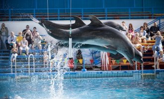 Дельфинарий