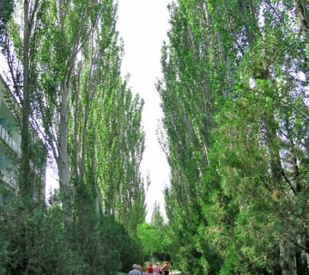 Санаторий Арктика, территориия