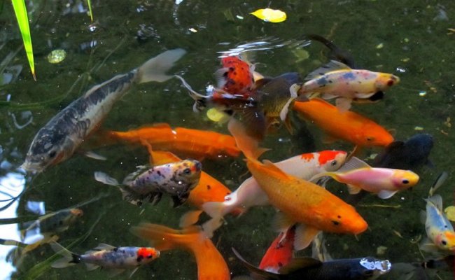 Частный пансионат Морской бриз Гурзуф