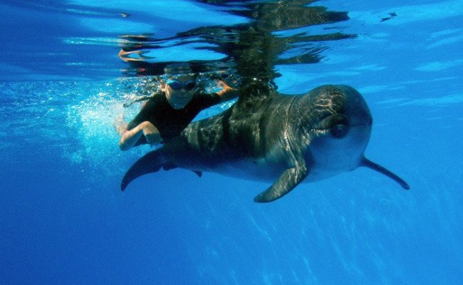 Дельфино-терапия