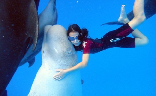 Дельфинотерапия