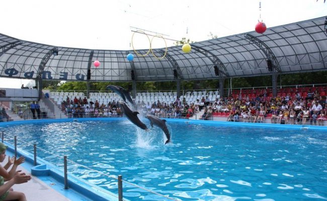 Представление в дкльфинарии