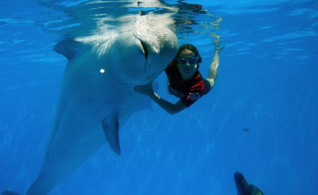 Дельфинотерапия, дельфинарий "Немо"