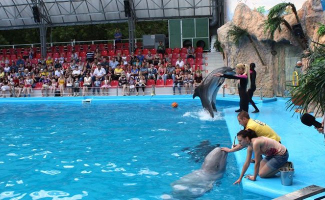 Шоу в дельфинарии