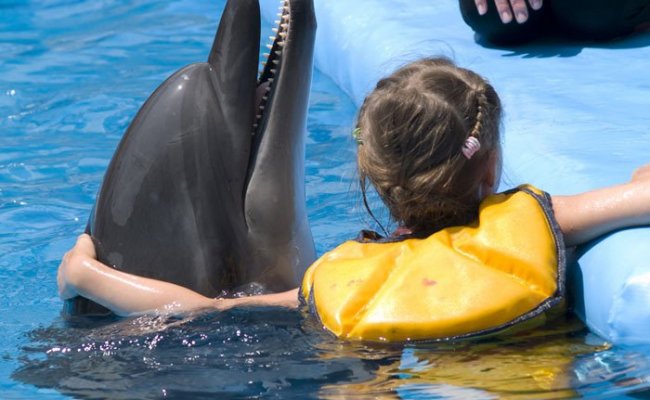 Дельфинотапия в Одессе