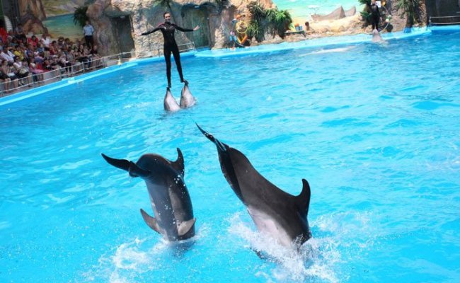 Шоу программа дельфинария