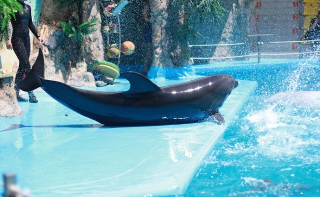 Дельфин, дельфинарий "Немо"