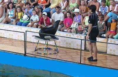 Крым, дельфинарий