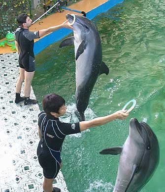 Евпатория, дельфинарий