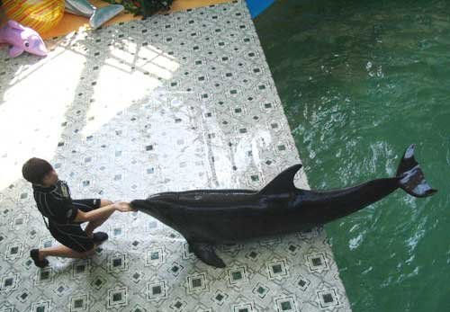 Дельфинарий в Крыме