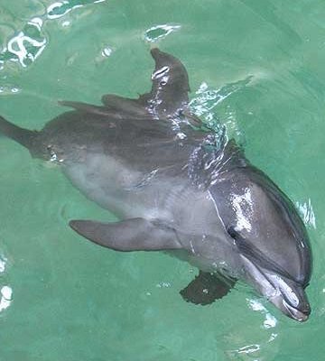 Дельфин в дельфинарии