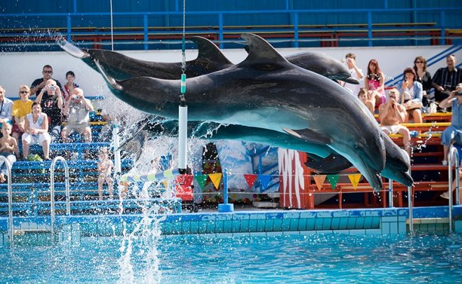 Дельфинарий, Ялта-Интурист