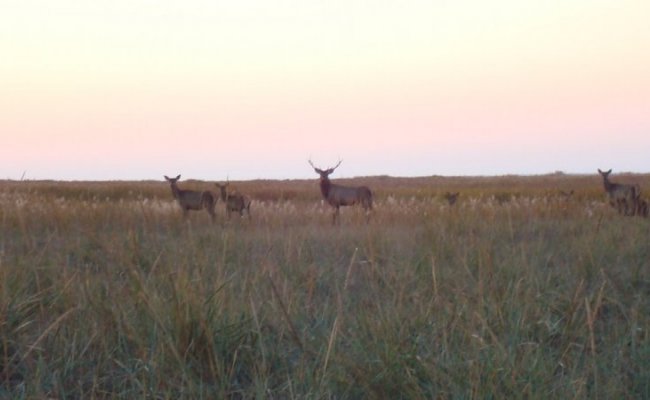 Федотка, Федотова коса, Кирилловка