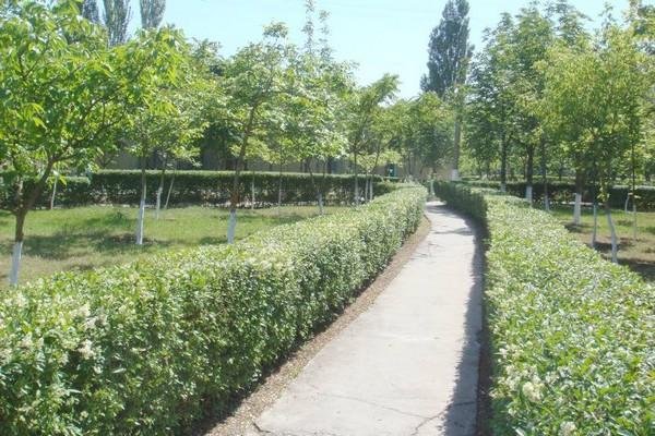 Территория оздоровительного комплекса "Мелиоратор"