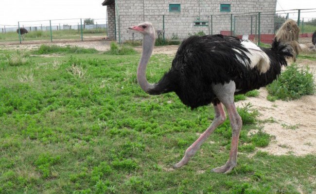Страус, Страусиная ферма, Арабатская стрелка