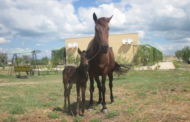 Зоопарк на Арабатской стрелке