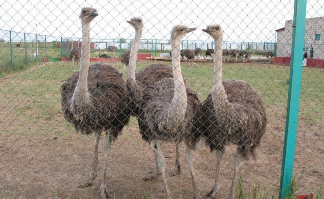 Страусиная ферма, Арабатская стрелка