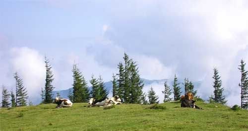 Отдых в Карпатах