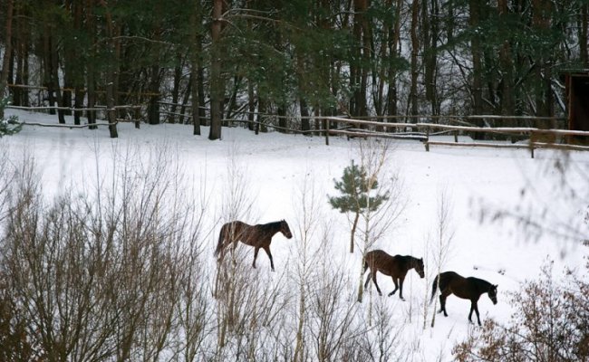 Природа в Киевской области