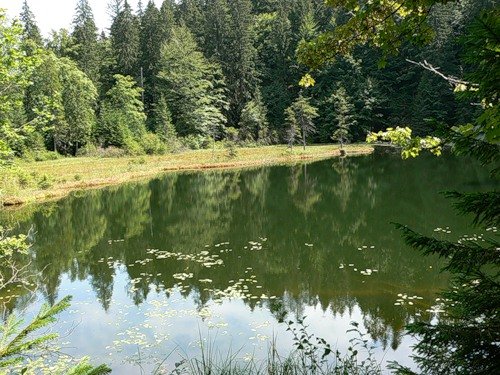 Отдых в Карпатах летом