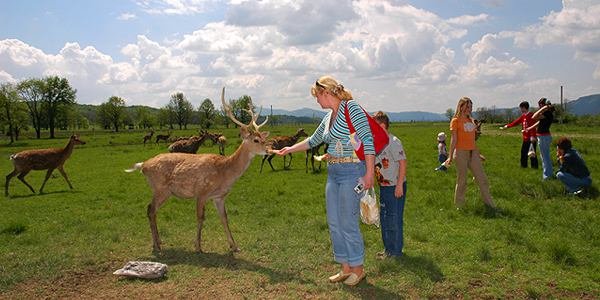 Природа Карпат