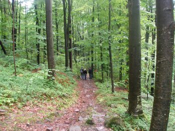 Летний отдых в Карпатах